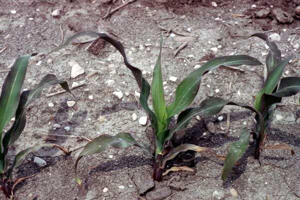 Phosphorus deficiency symptom - corn