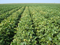 Early season potassium deficiency symptom (K deficient soil) – soybean