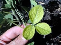 Iron chlorosis symptom on leaflet - soybean