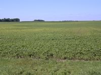 Iron chlorosis field area - soybean