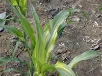 Zinc deficiency Photo