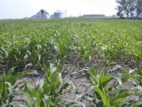 Corn greenness response to swine manure (left) versus no manure (right)