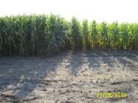 Corn growth response to liquid swine manure (left) versus no manure (right)