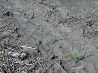 Corn injury symptoms from preplant anhydrous ammonia