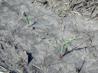 Corn injury symptoms from preplant anhydrous ammonia