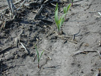 Corn injury symptoms from preplant anhydrous ammonia