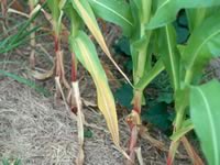 Nitrogen deficiency symptoms - corn