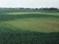 Nitrogen deficiency symptoms - corn