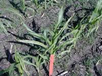 Leaf damage from broadcast urea falling into whorl