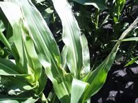 Leaf damage from broadcast urea falling into whorl