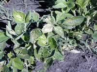 Soybean leaf damage from broadcast UAN at 25 lbN/acre