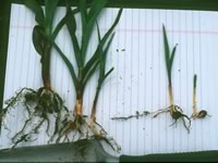 Corn roots damaged (right) from anhydrous ammonia