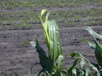 Yellow corn leaf with fast growing corn