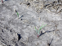 Corn injury symptoms from preplant anhydrous ammonia