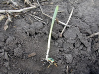 Corn injury symptoms from preplant anhydrous ammonia