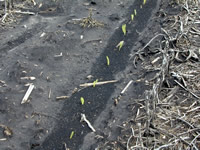 Corn injury symptoms from preplant anhydrous ammonia