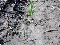 Corn injury symptoms from preplant anhydrous ammonia