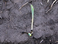 Corn injury symptoms from preplant anhydrous ammonia