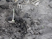 Corn injury symptoms from preplant anhydrous ammonia