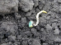 Corn injury symptoms from preplant anhydrous ammonia