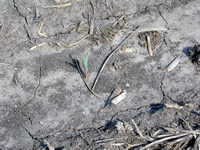 Corn injury symptoms from preplant anhydrous ammonia