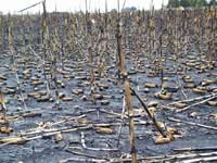 Burnt standing corn crop