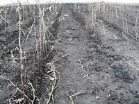 Burnt standing soybean crop