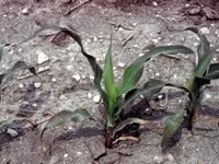 Phosphorus deficiency symptom - corn