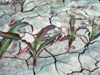 Ag field soil erosion and runoff