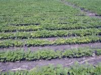 Early season potassium deficiency symptom (K deficient soil) – soybean