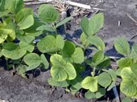 Early season potassium deficiency symptom (K deficient soil) – soybean