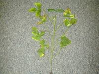 Persistent potassium deficiency symptom (K deficient soil) - soybean