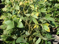 Early season potassium deficiency symptom (K deficient soil) – soybean