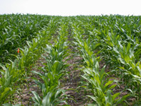 Comparison of Corn with and without Sulfur Application
