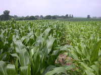 Comparison of Corn with and without Sulfur Application