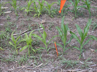Comparison of Small Corn Plant with and without Sulfur Application