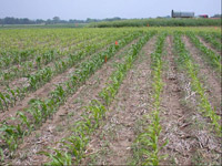 Early Corn Growth Response to Sulfur