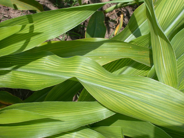 Severe Sulfur Deficiency Symptoms on Corn Leaves