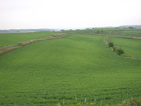 Variable Sulfur Deficiency Across Alfalfa Field.