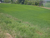 Variable Sulfur Deficiency Across Alfalfa Field