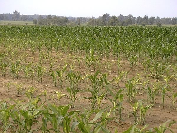 Zinc deficiency symptom - corn