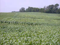 Variation in Corn Sulfur Deficiency Across Field