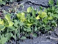 Iron chlorosis symptom on upper leaves - soybean