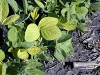 Iron chlorosis symptom -  soybean