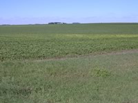 Iron chlorosis following calcareous soil surrounding low field area - soybean