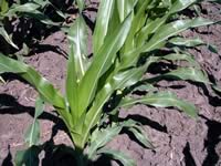 Leaf striping on corn, temporary sulfur deficiency?