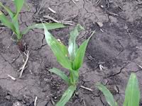 Sun scald on corn leaf